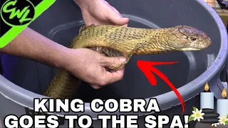 KING COBRA GOES TO THE SPA!!!