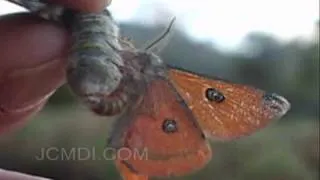 Silk Moth Mating: Saturnia albofasciata (+hand-pairing) V01043