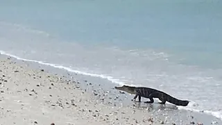 "This So Unusual," Alligator Spotted Swimming In Gulf Of Mexico