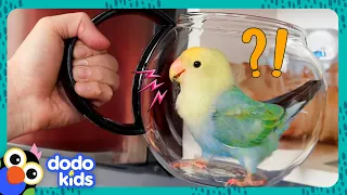 This Bird Wants To Build Her Nest — IN OUR KITCHEN!!! | Dodo Kids