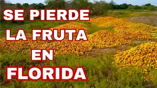 🔴Por ESTO Sacar a los LATINOS de FLORIDA fue el Peor Error