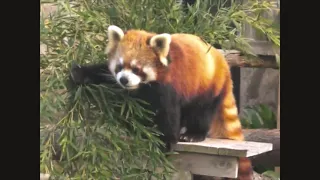 ❸【野毛山日和】イチゴちゃん(♀)⇒Red Panda "Ichigo" - Yokohama Nogeyama Zoo (In April of 2021)