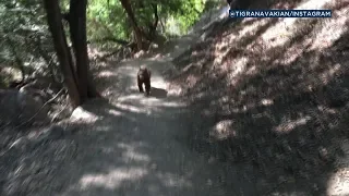 VIDEO: Bear charges hikers on Monrovia trail | ABC7