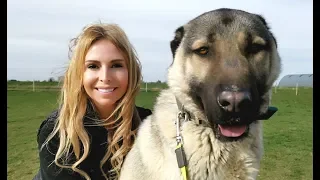 TURKISH KANGAL DOG - WOLF KILLER OR PET?