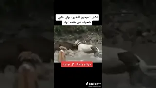 كلب دوغو ارجنتينوا ضد خنزير