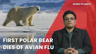 In a first, a polar bear has died of avian flu in the Arctic