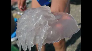 Опасно!!! Азовское море медузы 2022.Нашествие Должанская отдых