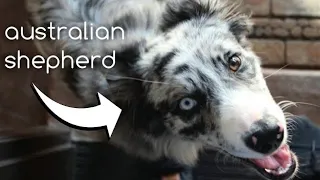 Getting our FIRST AUSTRALIAN SHEPHERD | What I Wish I Knew