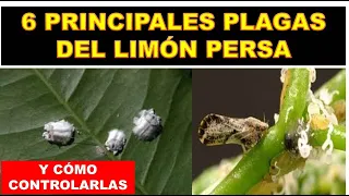 6 PRINCIPALES PLAGAS DEL LIMÓN PERSA Y CÓMO CONTROLARLAS #limon