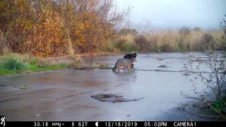 Trail Camera | Gray Fox & Feral Cat Confrontation