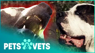 Dog Saves Owner From Deadly Bear Attack | Pet Heroes | Pets & Vets