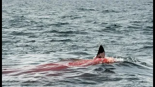 22 Foot Great White Shark Attacks Diver