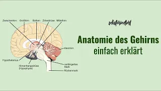 Anatomie des Gehirns einfach erklärt! - Funktion | Aufbau | Einteilung | Bilder | Beschriftung