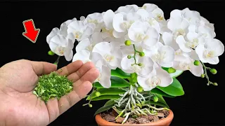 Just 1 Spoon! Even The Weakest Orchid Sprouts And Blooms Brilliantly