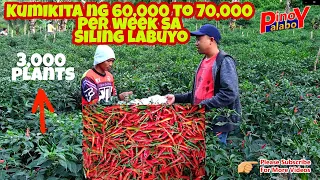 Ganito Kalaki ang Kitaan sa Siling Labuyo ( 3000 Plants)