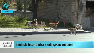 Sahibsiz itlərə niyə sahib çıxan yoxdur? | Kanal S Xəbər