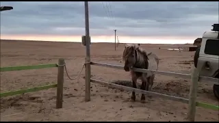 Кузоменьские лошади. Видео: Дикие лошади Кольского п-ова