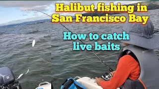 Halibut fishing in San Francisco Bay: How to catch live baits?