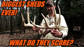 HUGE BUCK SHEDS What Do They Score? BIGGEST DEER SHED I'VE EVER FOUND Pennsylvania Shed Hunting 2023