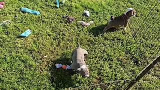 Carmen & Cleo Playing Outside! Sugarplum Bulldogs!