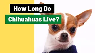 How Long do Chihuahuas Live? All You Need To Know