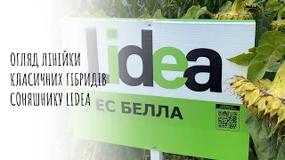 Уся лінійка класичних гібридів 🌻соняшнику Lidea