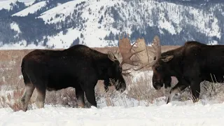 Wildlife Photography / Bull Moose-Antlers-Snow-Scenic-Close / Jackson Hole / Tetons / Yellowstone