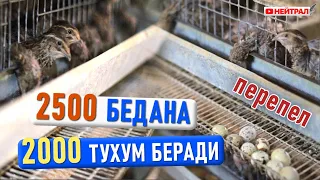 2500 БЕДАНА 2000 тухум беради.  Кормление перепелов - дело прибыльное.