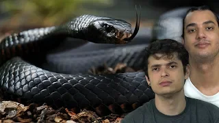 AS 10 COBRAS MAIS VENENOSAS DO MUNDO