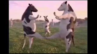 Vacas bailando