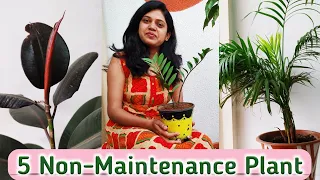 5 Low Maintenance Plant | Indoor plants for beginners #lowmaintenanceindoorplants #indoorplants