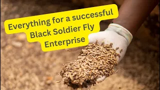 Black Soldier Fly (BSF) Farming: Every thing to consider while establishing a BSF enterprise.