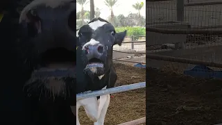 Cow crying for her stolen calf