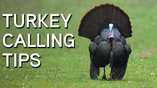 TURKEY CALLING TIPS | Turkey Sounds and What They Mean