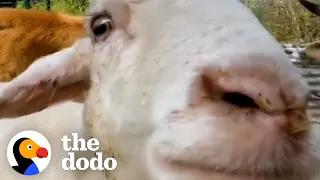 Sheep Loves To Give Playful Head-Butts To Everyone She Meets | The Dodo
