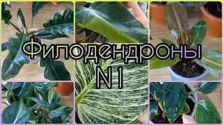 1 часть🍀Обзор ФИЛОДЕНДРОНОВ🌳Биркин🍀Имбе Вайт Марбл🌳Принц Оранж🍀Кобра🌳Бразил Триколор (Медиопикта)