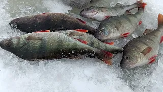 Ладога 28.01.2024. Леднëво. Окунь. Где клëв?