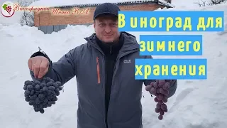 Сорта винограда для зимнего хранения