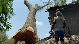 House at risk ‼️ Cut down 2 dangerous trembesi trees.