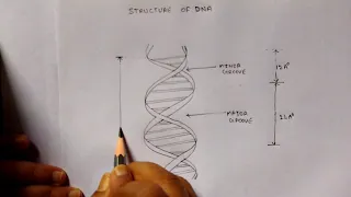 Structure of DNA. How to draw structure of DNA double helix.  Easy labelled DNA diagram