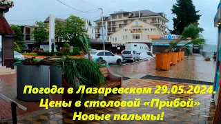 Погода 29.05.2024.! +22.  Цены в столовой Прибой!  Пальмы на набережной! 🌴ЛАЗАРЕВСКОЕ СЕГОДНЯ🌴СОЧИ.