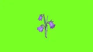 Футаж на хромакее колокольчик цветы