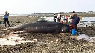 Beachgoers try to save 30-foot long shark - no comment