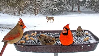 Snowy day brings plenty of beautiful visitors to Live Bird Feeder Cam - Gettysburg PA