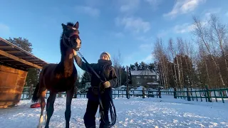 Обучение лошади  на корде.Наш юный онлайн ученик Кира 16 лет