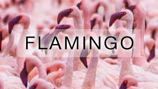 Flamingo, Kenia, Lake Bogoria