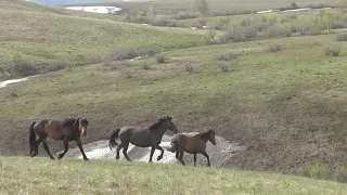 Жеребец увел чужих  кобыл