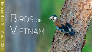 Southern Vietnam Birding Adventure:  Lam Dong | EPISODE 4 of 5