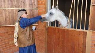 اغلا و اجمل الخيول العربية في العراق
