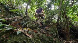 full video 7 days living in the forest looking for food to make a shelter